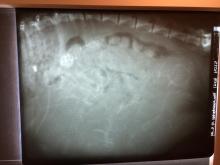 Röntgenbild von Lissi am 55 Tag